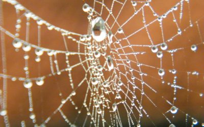 Waarom Spinnenweb teksten
