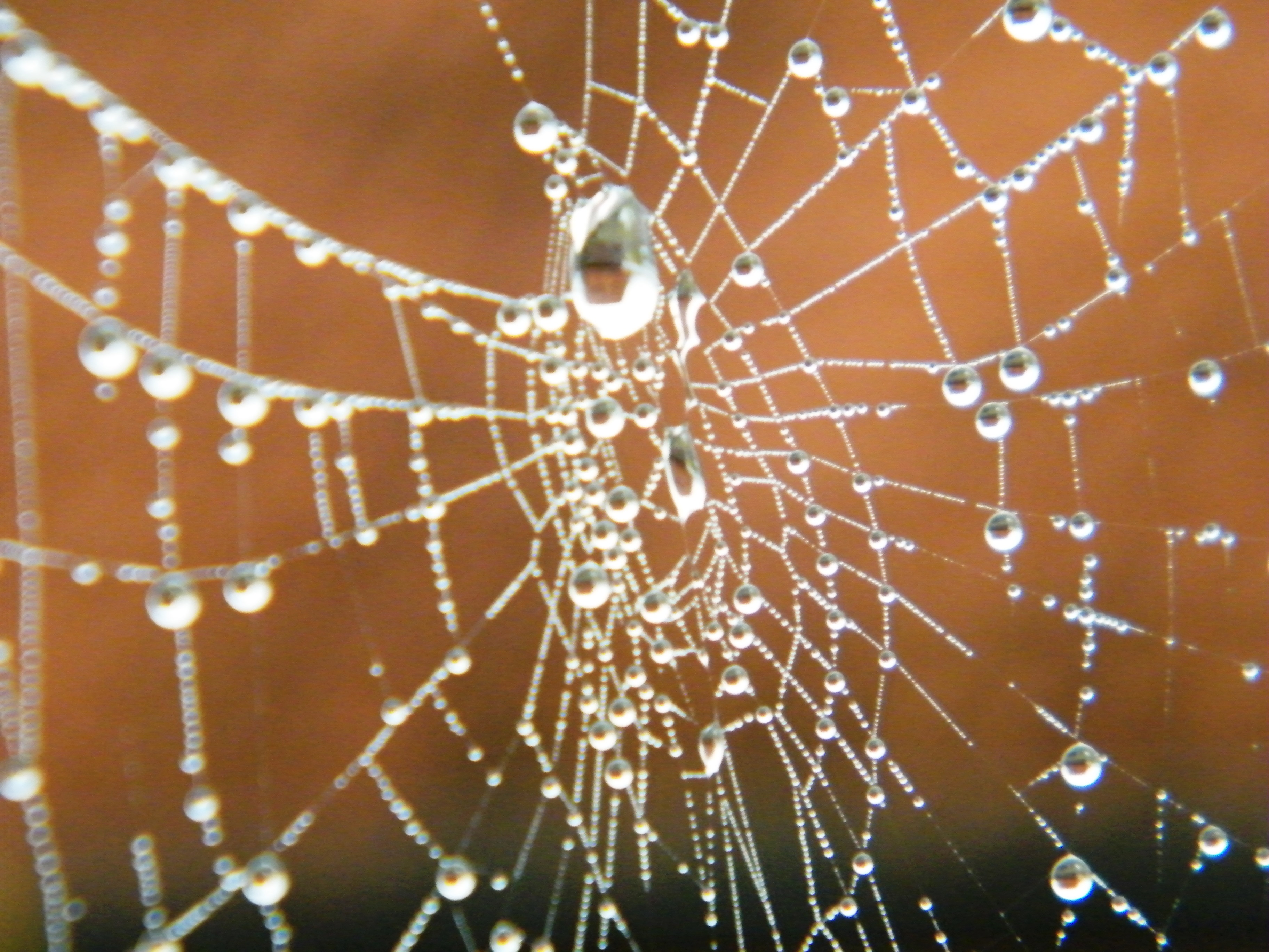 Druppels vangen aandacht, Spinnenweb teksten