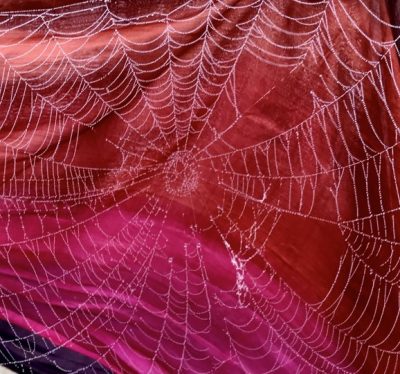 Spinnenwebben en (wetenschappelijke) kennis